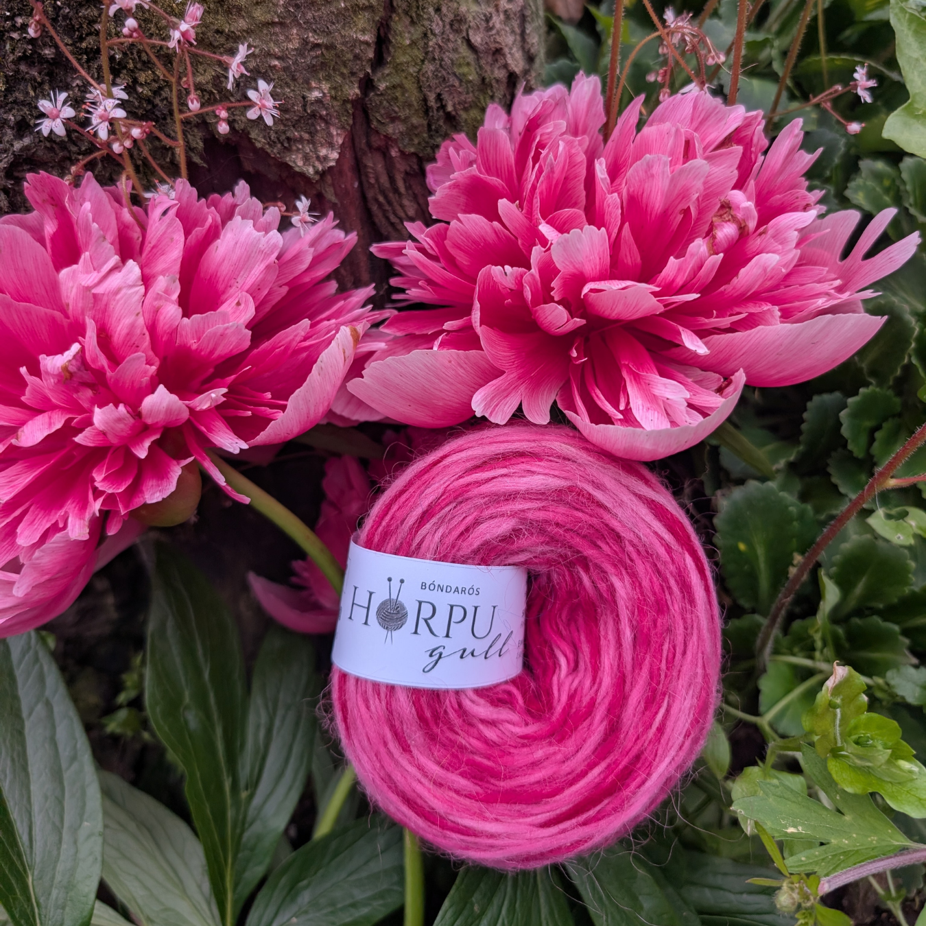 Bóndarós (garden peony)
