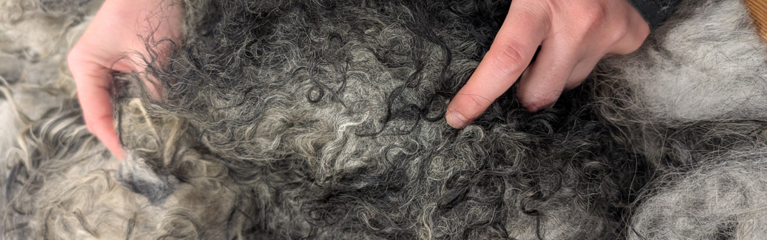 Sorting raw Icelandic wool fleece showing natural sheep colours for plötulopi production