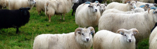 Íslenskar sauðkindur í haga – ull íslensku sauðkindarinnar er grunnurinn að lopanum sem notaður er í lopapeysur