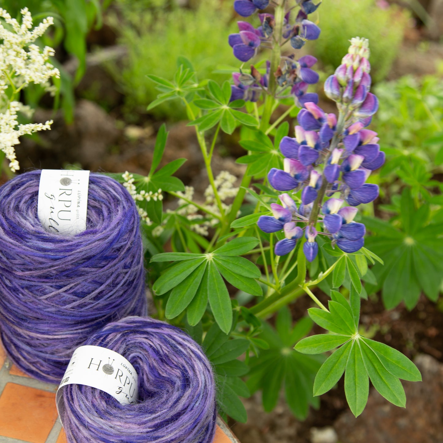 Lúpína (Nootka Lupine)