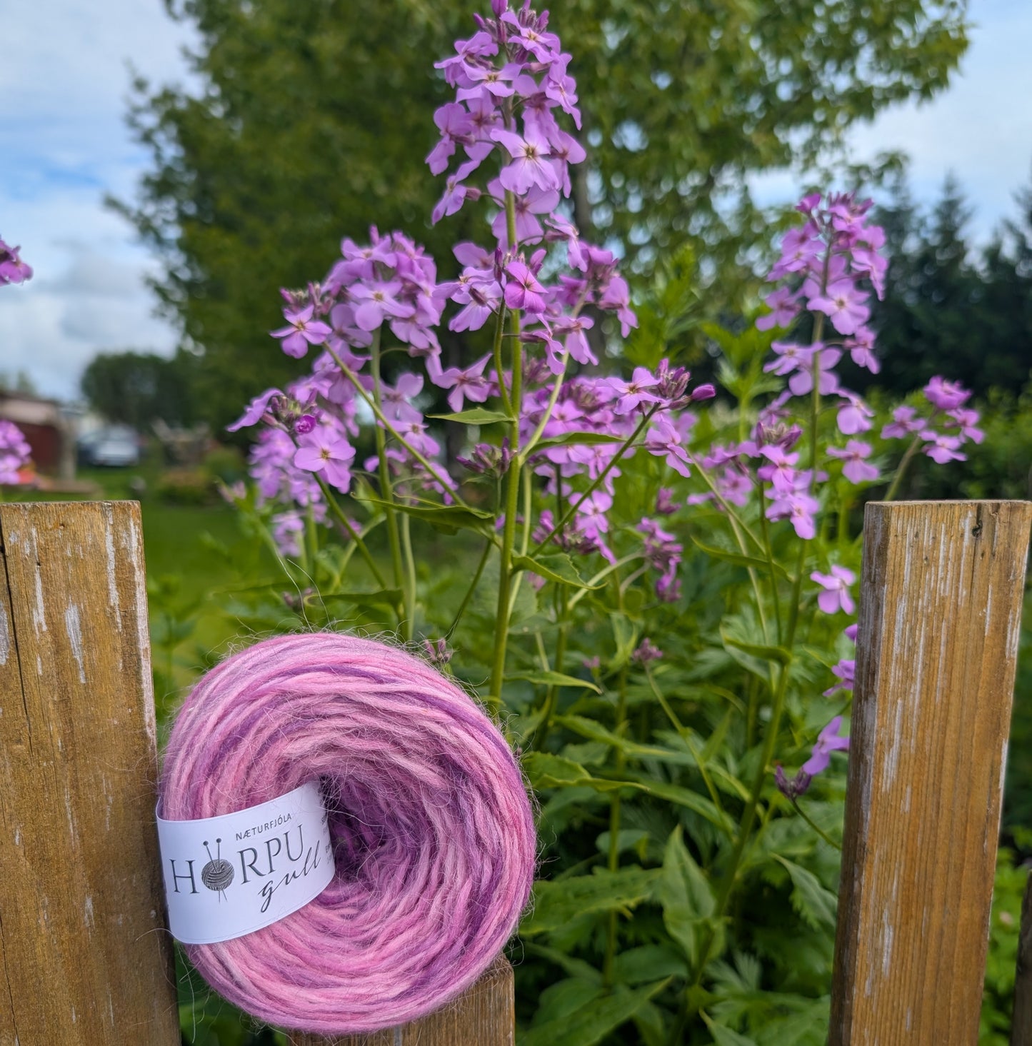 Næturfjóla