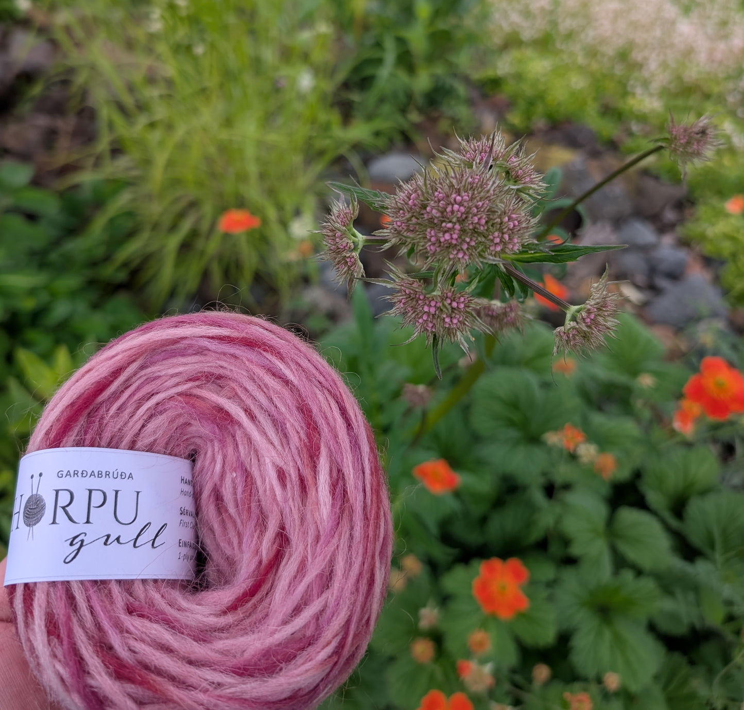 Garðabrúða (common valerian)