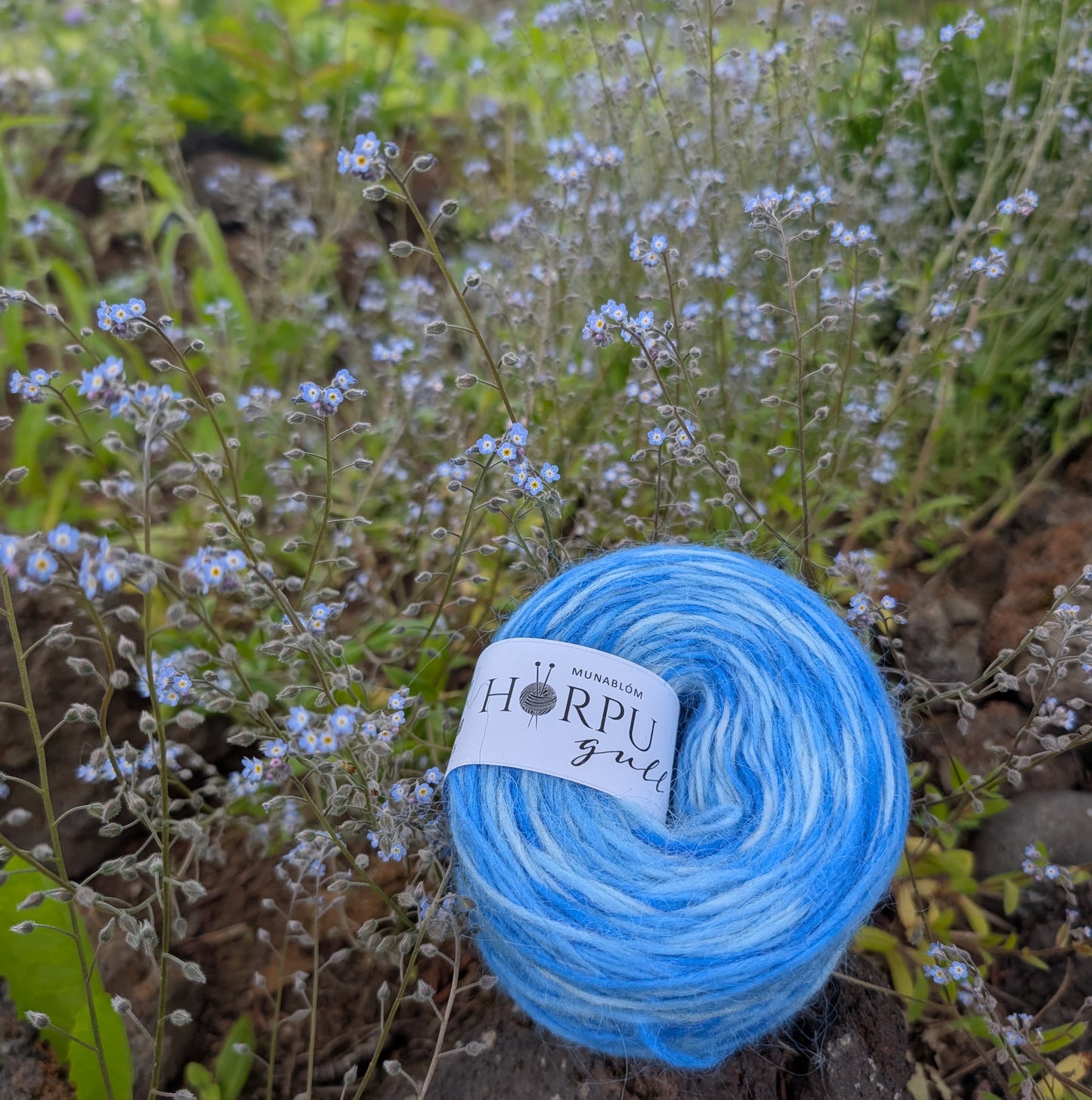 Munablóm (forget-me-not)