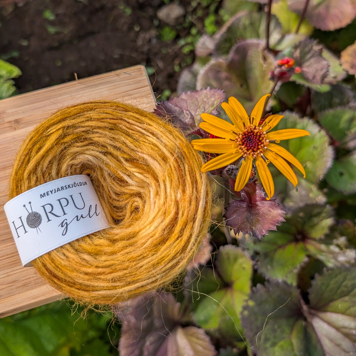 Hand-dyed golden lopi yarn placed next to yellow leopard plant flower in garden