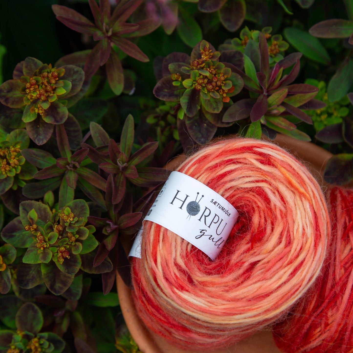 Sætumjólk hand-dyed Icelandic lopi yarn inspired by euphorbia plant shown in natural garden setting