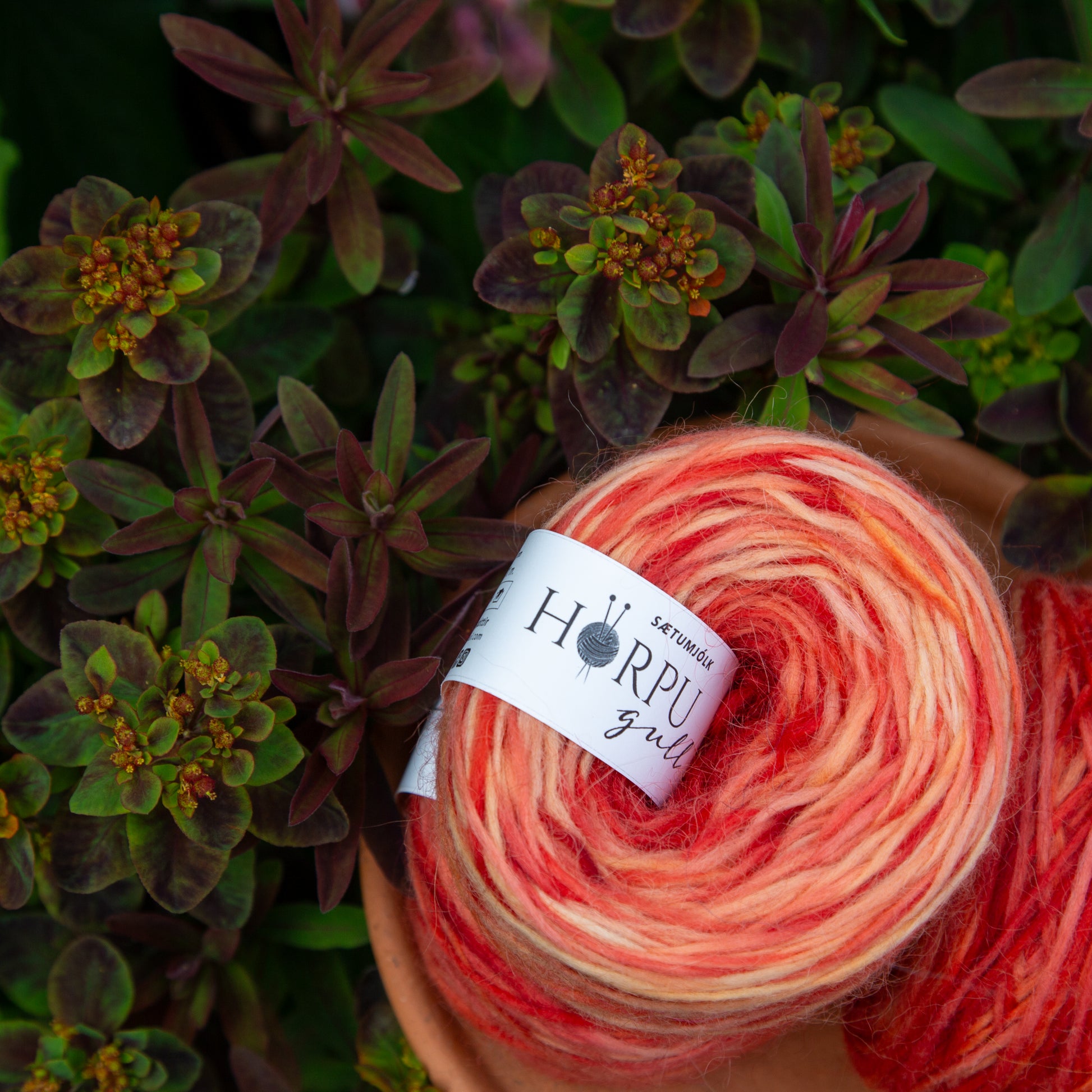 Sætumjólk hand-dyed Icelandic lopi yarn inspired by euphorbia plant shown in natural garden setting