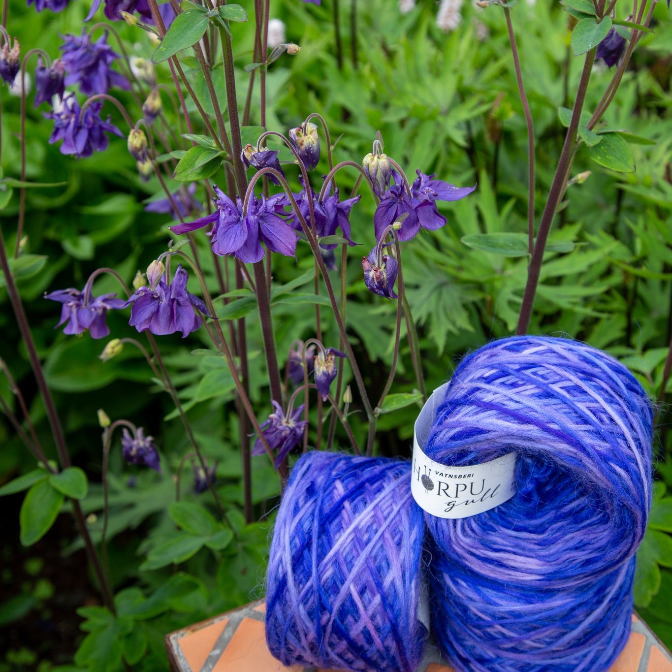 Vatnsberi hand-dyed Icelandic lopi yarn inspired by columbine flower shown in natural garden setting