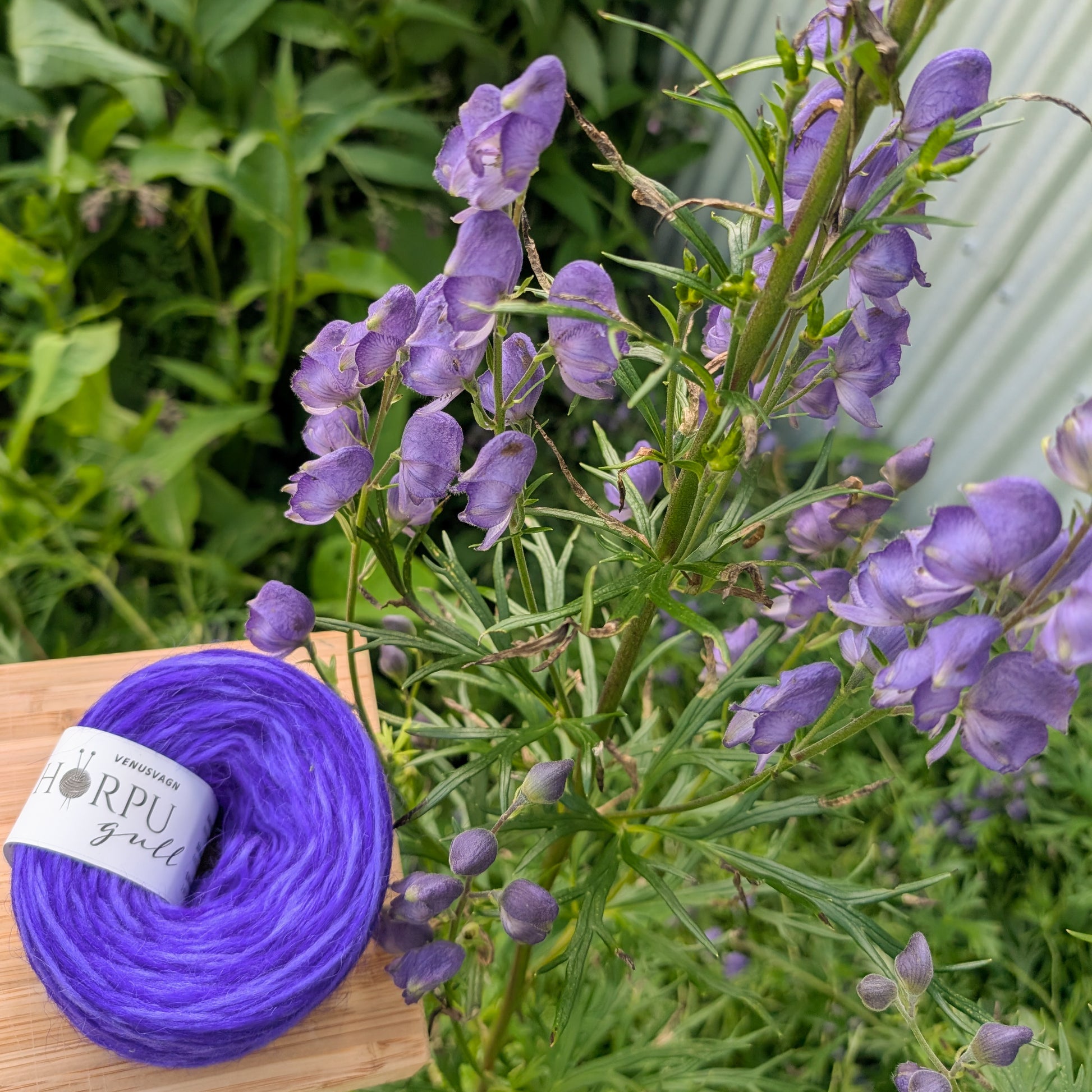 Hand-dyed Icelandic lopi yarn inspired by monkshood shown with violet flowers